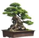 Cây kiểng